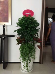 Cây Hạnh Phúc trồng Mix chậu sứ trắng