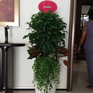 Cây Hạnh Phúc trồng Mix chậu sứ trắng