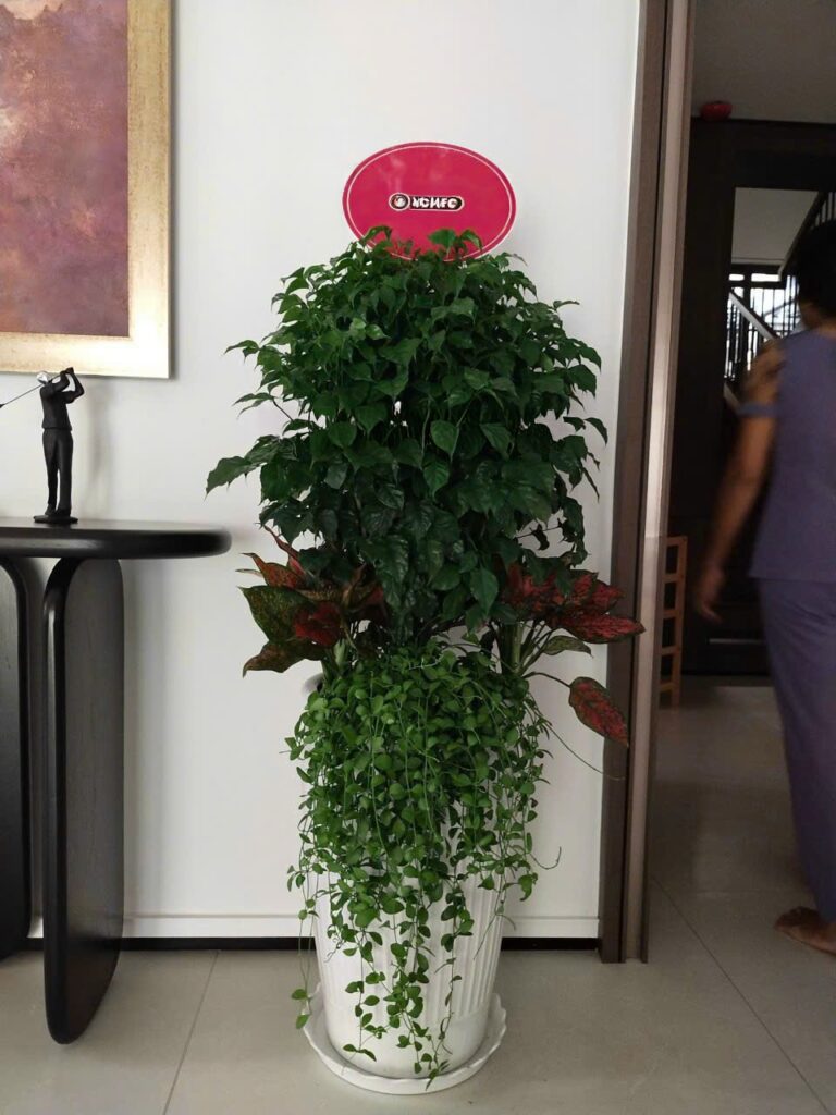 Cây Hạnh Phúc trồng Mix chậu sứ trắng