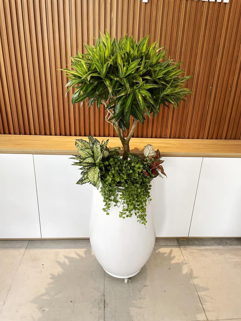 Cây Trúc bách hợp trồng mix chậu đá mài trắng