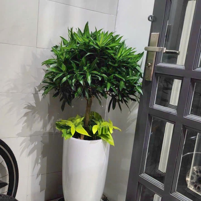 Cây Trúc Bách hợp trồng mix chậu sứ trắng