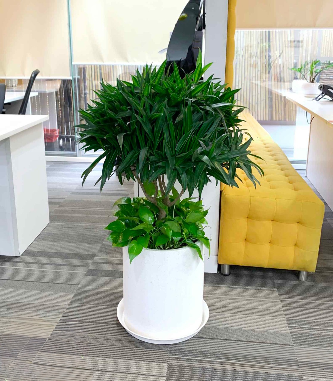 Cây trúc bách hợp trồng mix chậu đá mài tròn