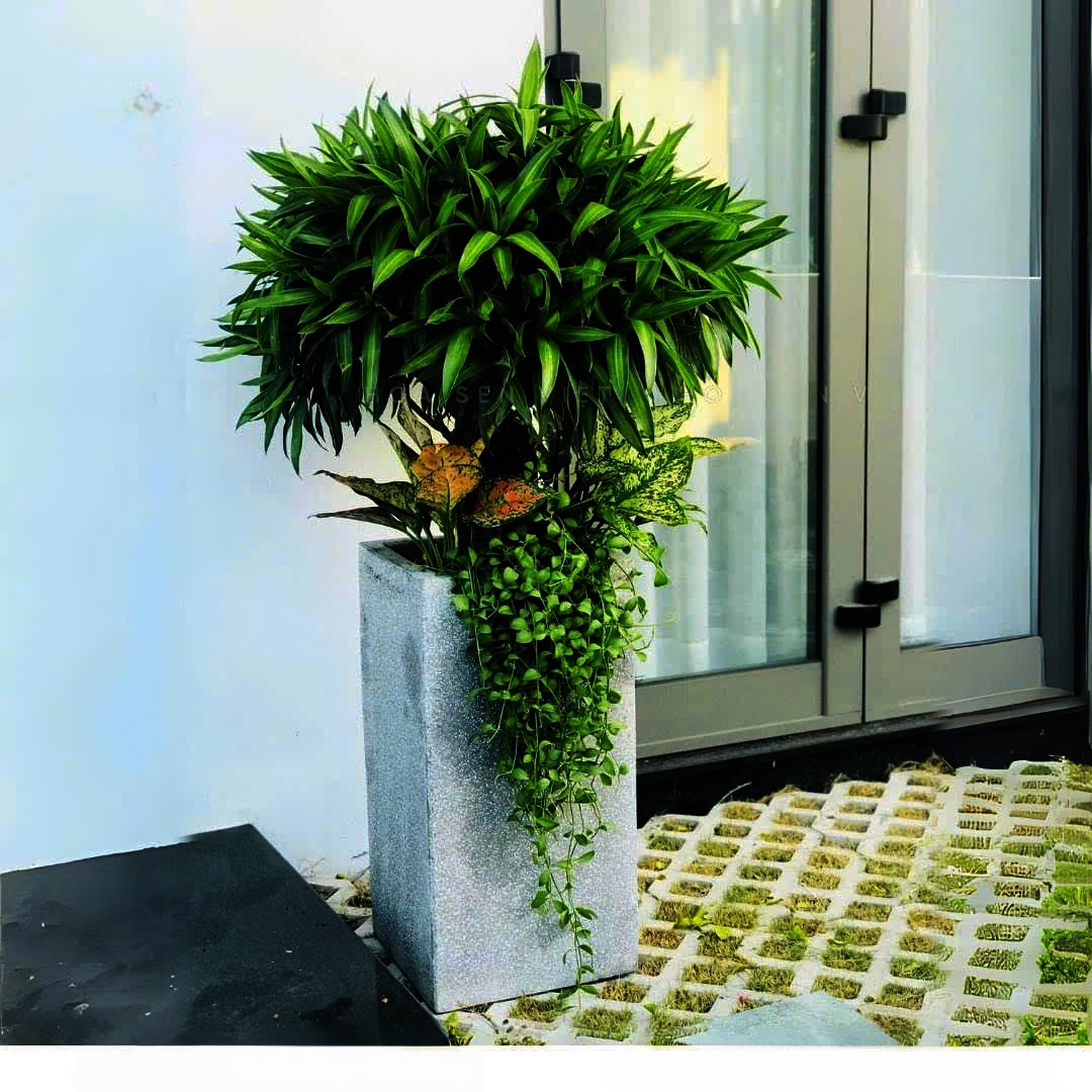 Cây Trúc Bách hợp trồng mix chậu trụ vuông cao