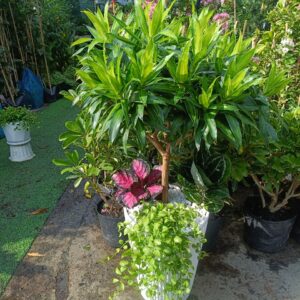 Cây Trúc Bách Hợp Trồng Mix với lan đô la rủ