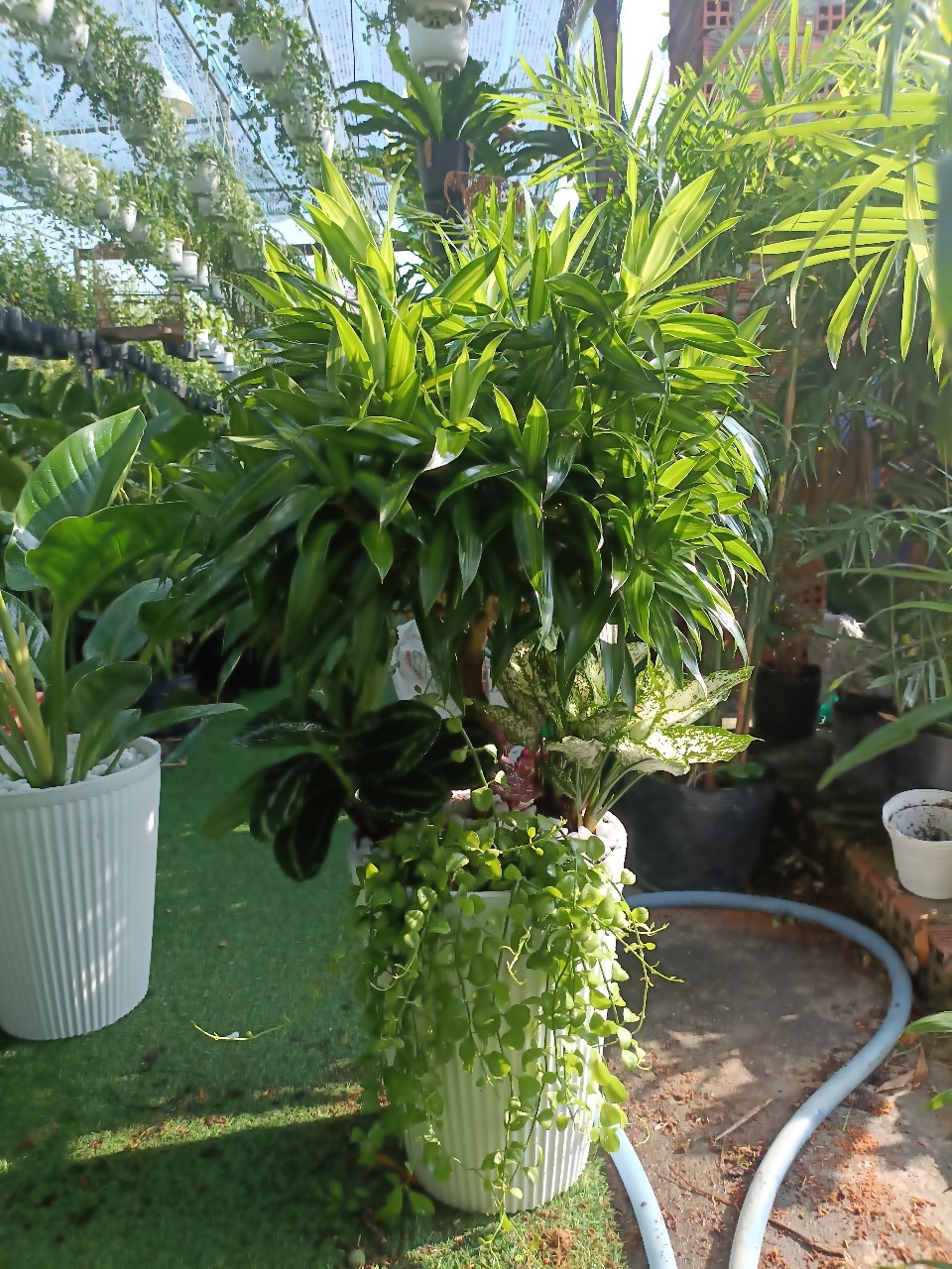 Cây trúc bách hợp trồng mix chậu nhựa trắng