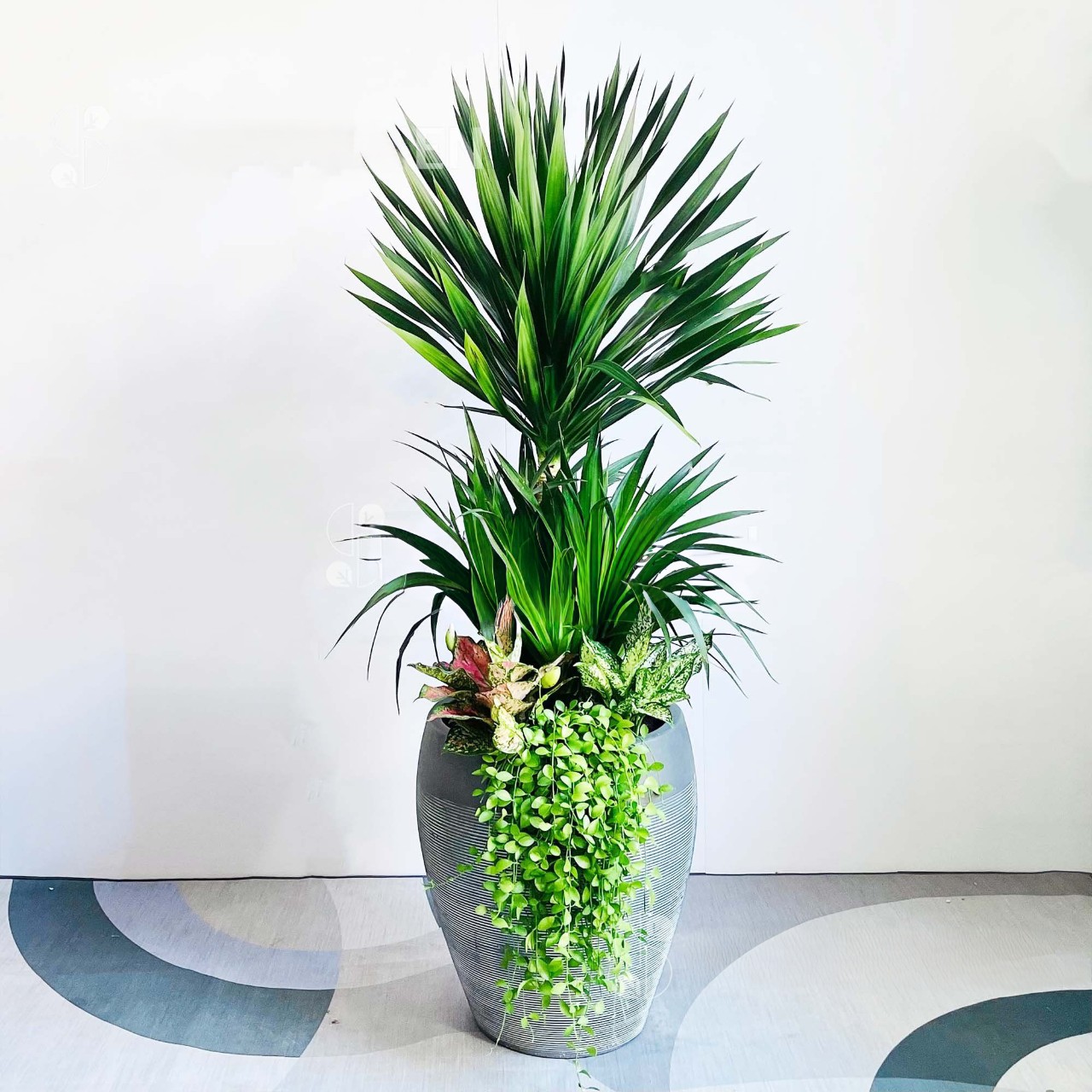 cây phát tài núi trồng mix chậu kiểu đẹp