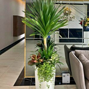 Cây phát tài núi mix chậu sứ trắng