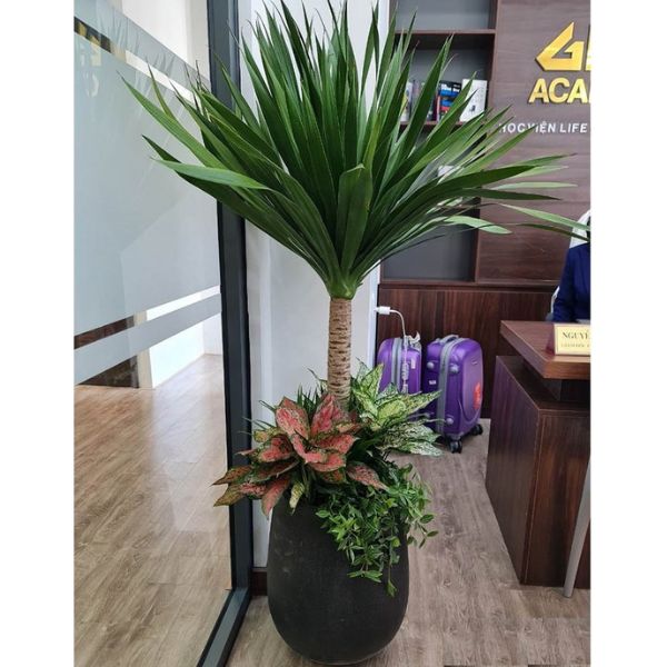 cây phát tài núi mix chậu đá mài đen