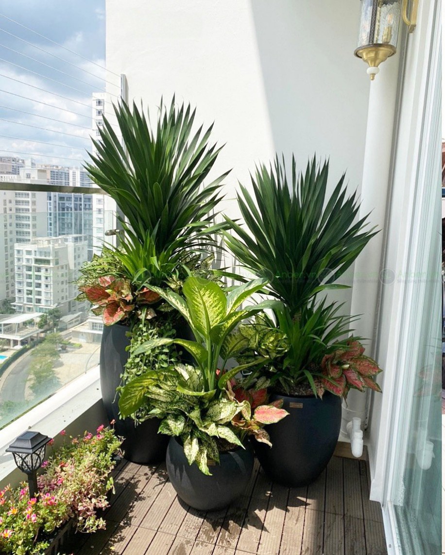 phát tài núi trồng mix ban công