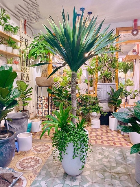 Cây pHát tài núi mix chậu sứ cao