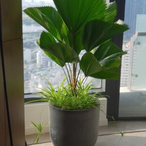 Cây Kè Nhật Trồng Mix chậu đá mài