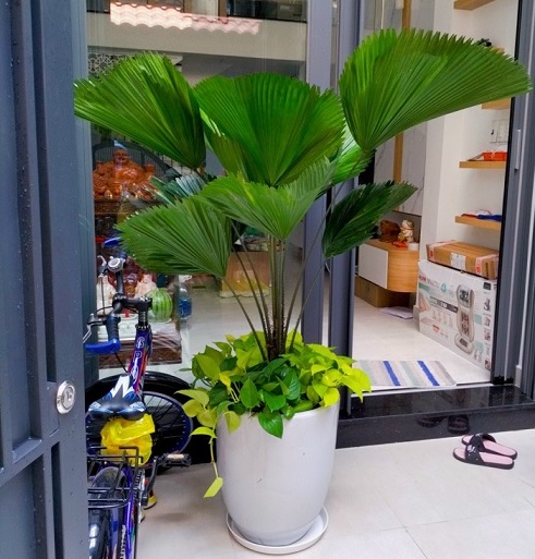 cây kè nhật trồng mix với trầu bà thái