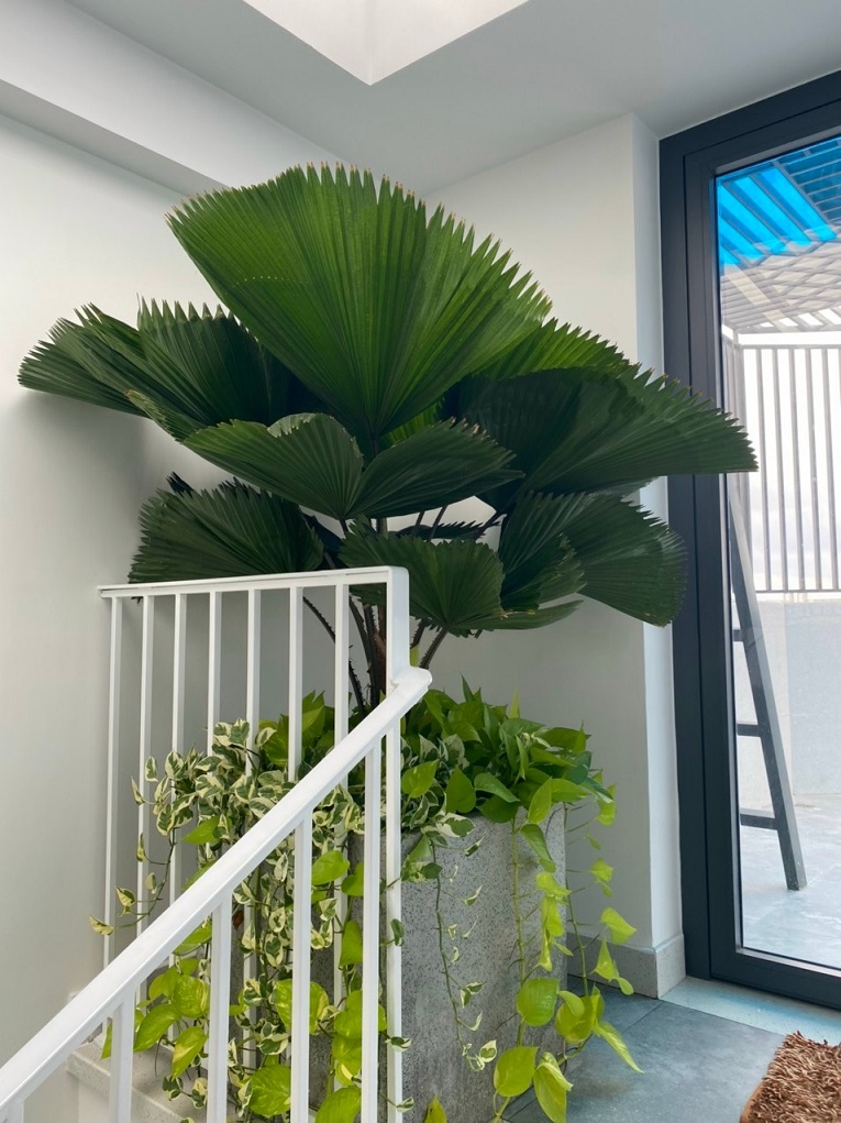 cây kè nhật trồng mix chậu vuông đá mài