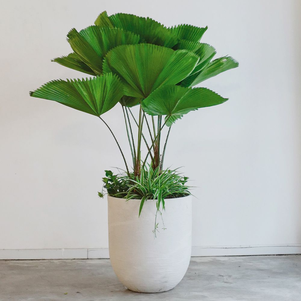 cây kè nhật trồng mix lan chi