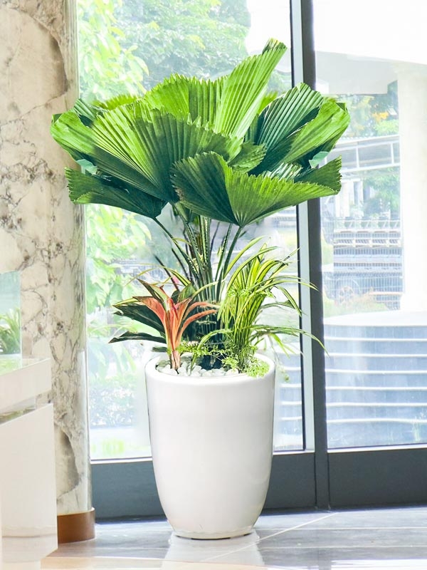 cây kè nhật trồng mix chậu sứ trắng