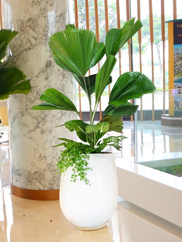 cây kè nhật mix với lan đô la