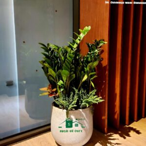 Cây Kim Tiền Trồng Mix chậu đá mài tròn