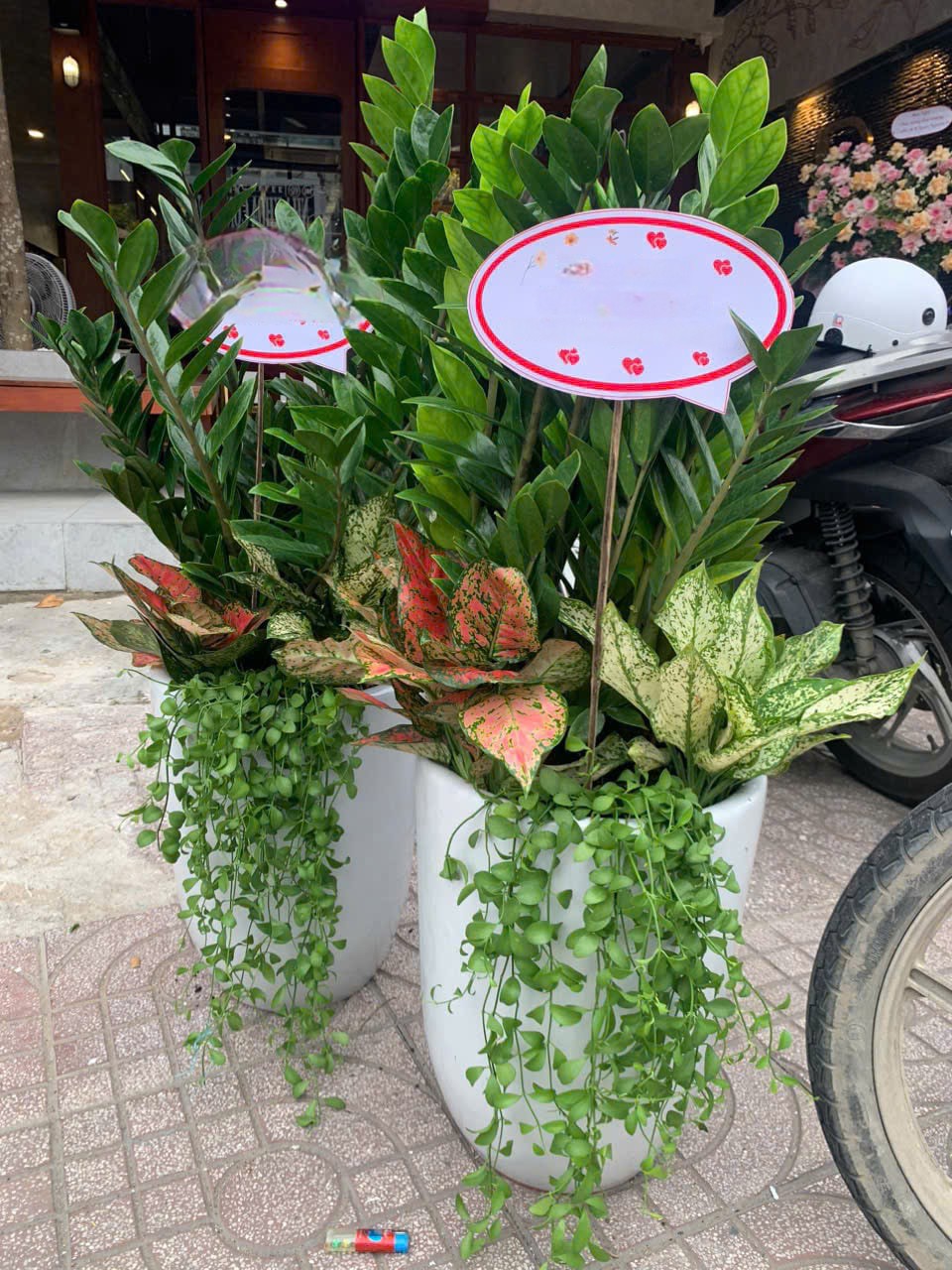 cây kim tiền trồng mix làm quà tặng