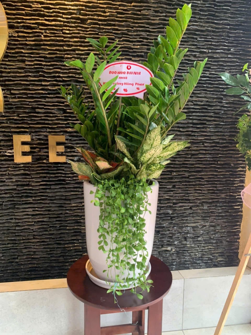 cây kim tặng trồng mix tặng khai trương