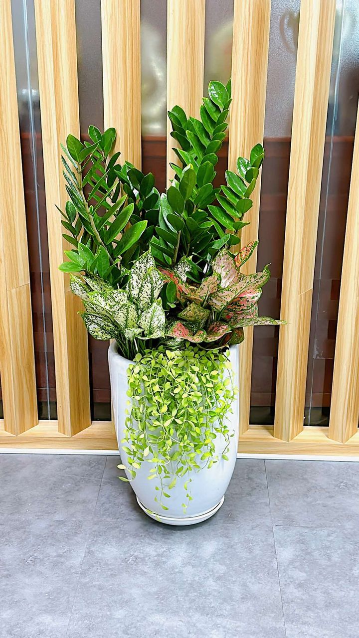 cây kim tiền trồng mix với lan đô la