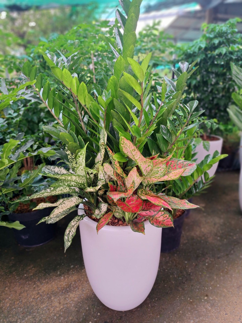 cây kim tiền trồng mix chậu sứ trắng