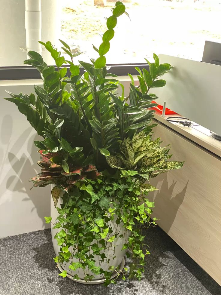 cây kim tiền trồng mix với thường xuân