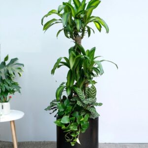 Cây phát tài trồng mix chậu đá mà