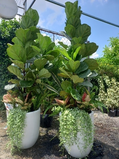 cây bàng singapore trồng mix chậu sứ trắng lớn