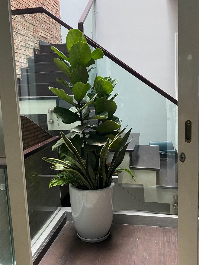 cây bàng singapore trồng mix lưỡi hổ