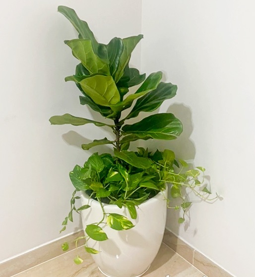 cây bàng singapore trồng mix chậu sứ trắng