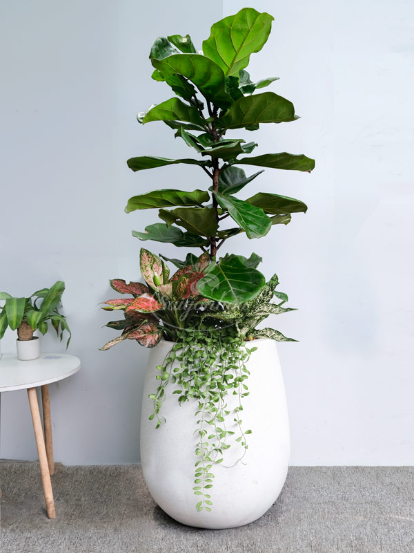 cây bàng singapore trồng mix chậu đá mài trắng