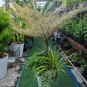 Cây bàng nhật trồng mix đẹp