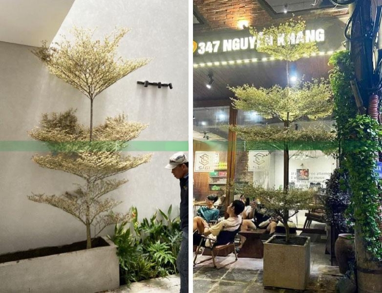 cây bàng nhật 4 tầng trồng quán cafe