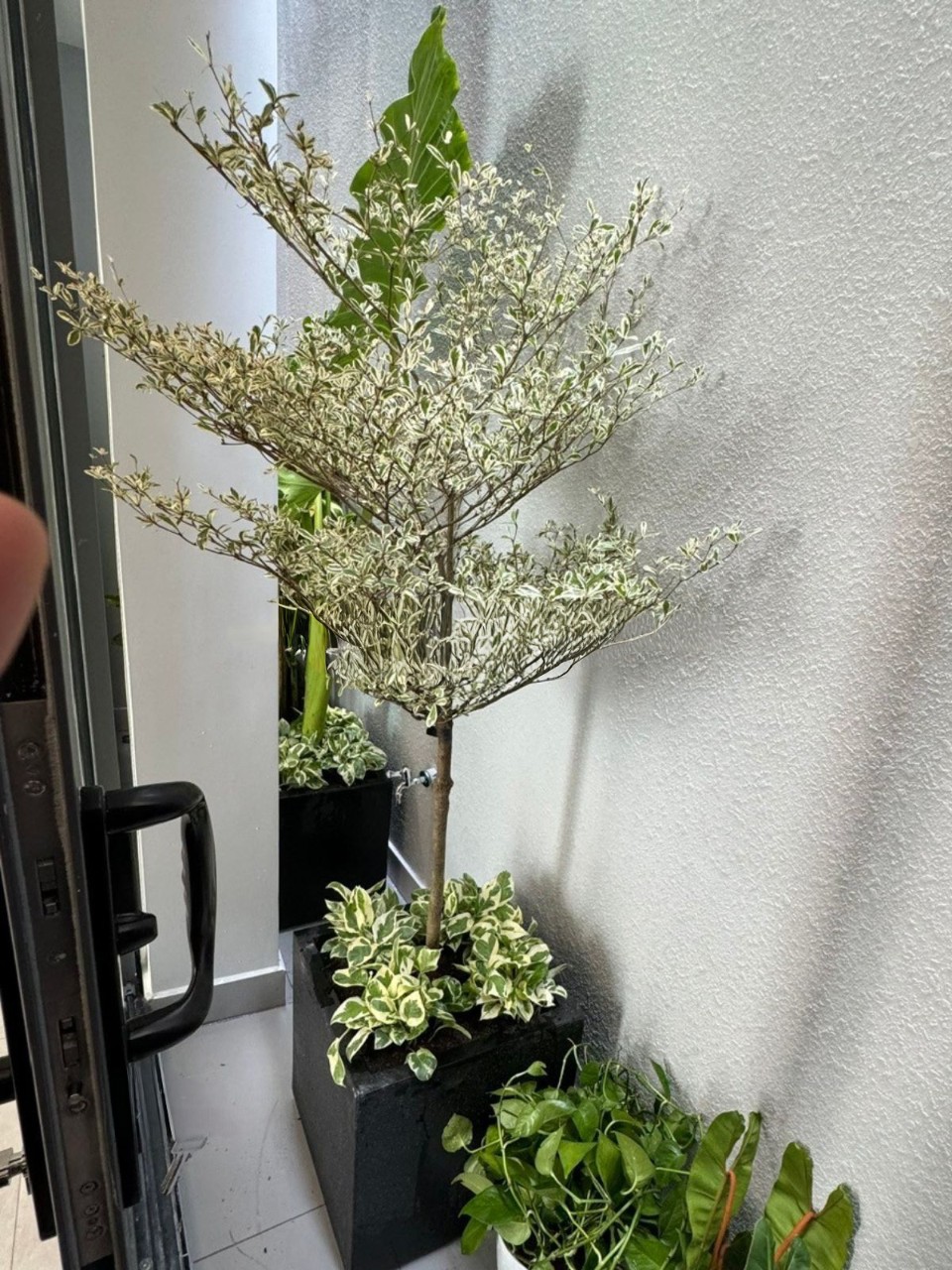 bàng nhật cẩm thạch trồng chậu đá mài vuông