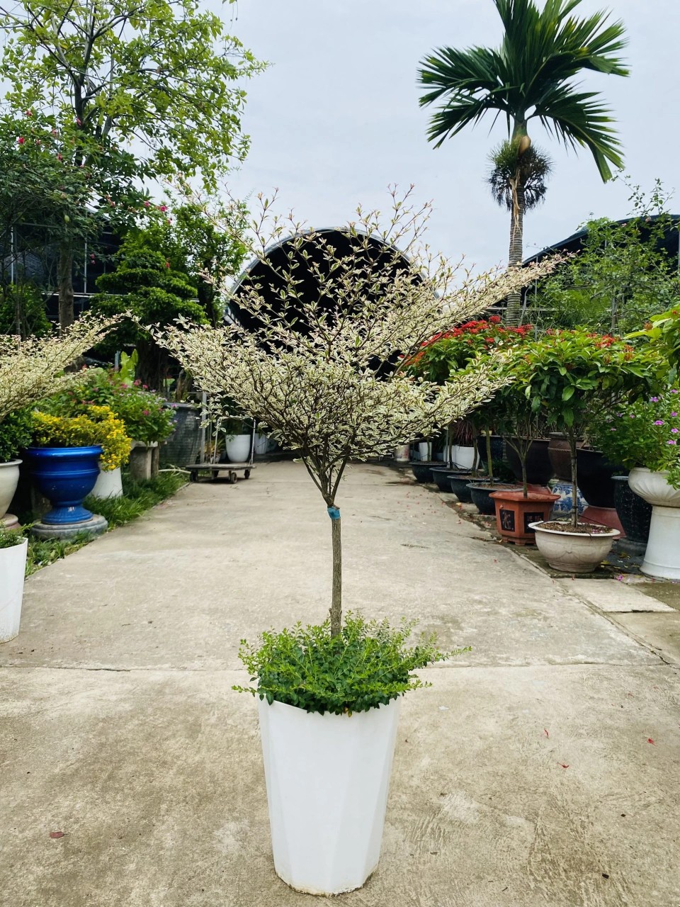 bàng nhật cẩm thạch trồng mix cẩm tú mai