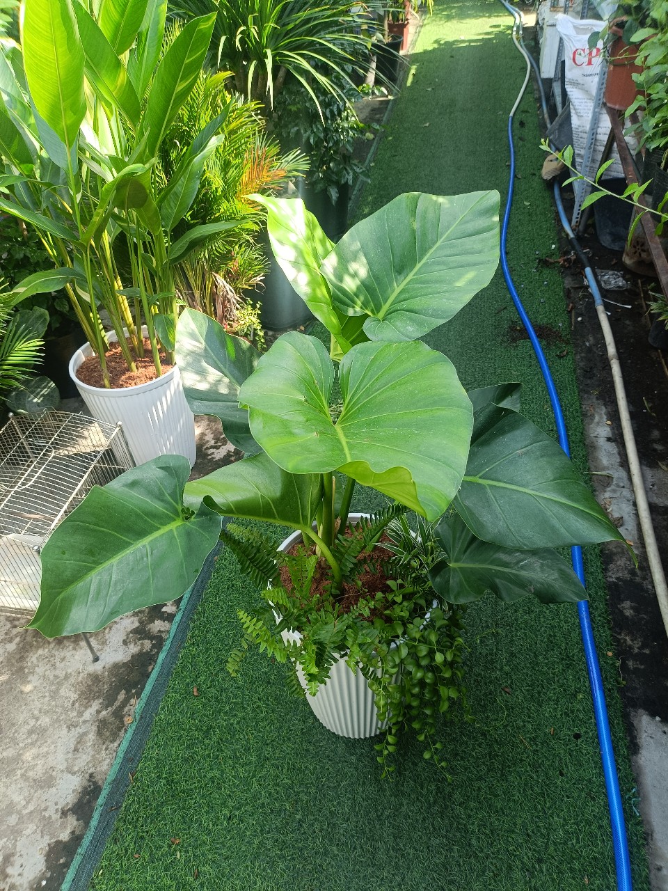 cây đại hoàng phú to sum xuê