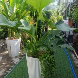 Cây đại hoàng phú trồng mix chậu trắng