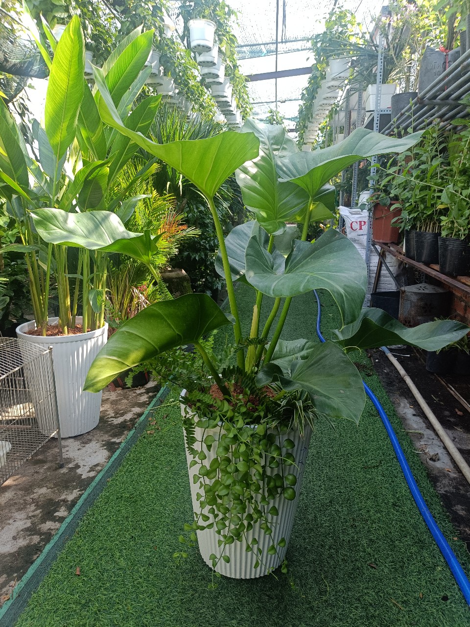 cây đại hoàng phú trồng mix với Lan đô la