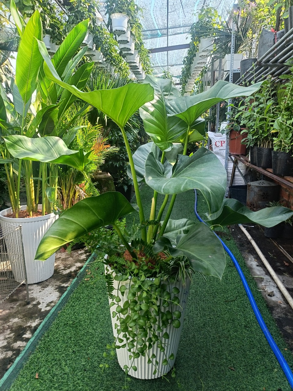 cây đại hoàng phú trồng phối kết tại vườn