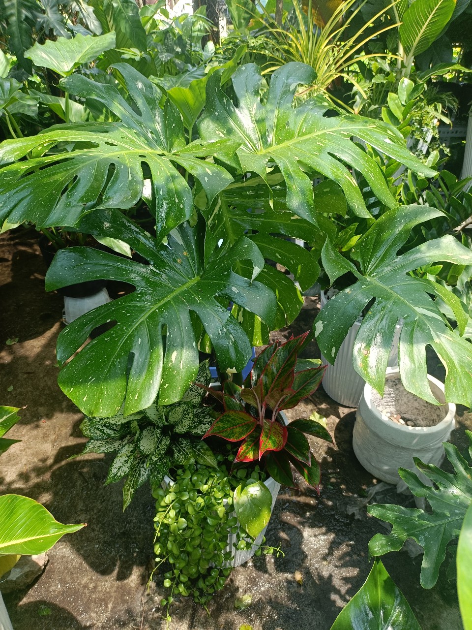 cây monstera được chăm sóc đúng cách