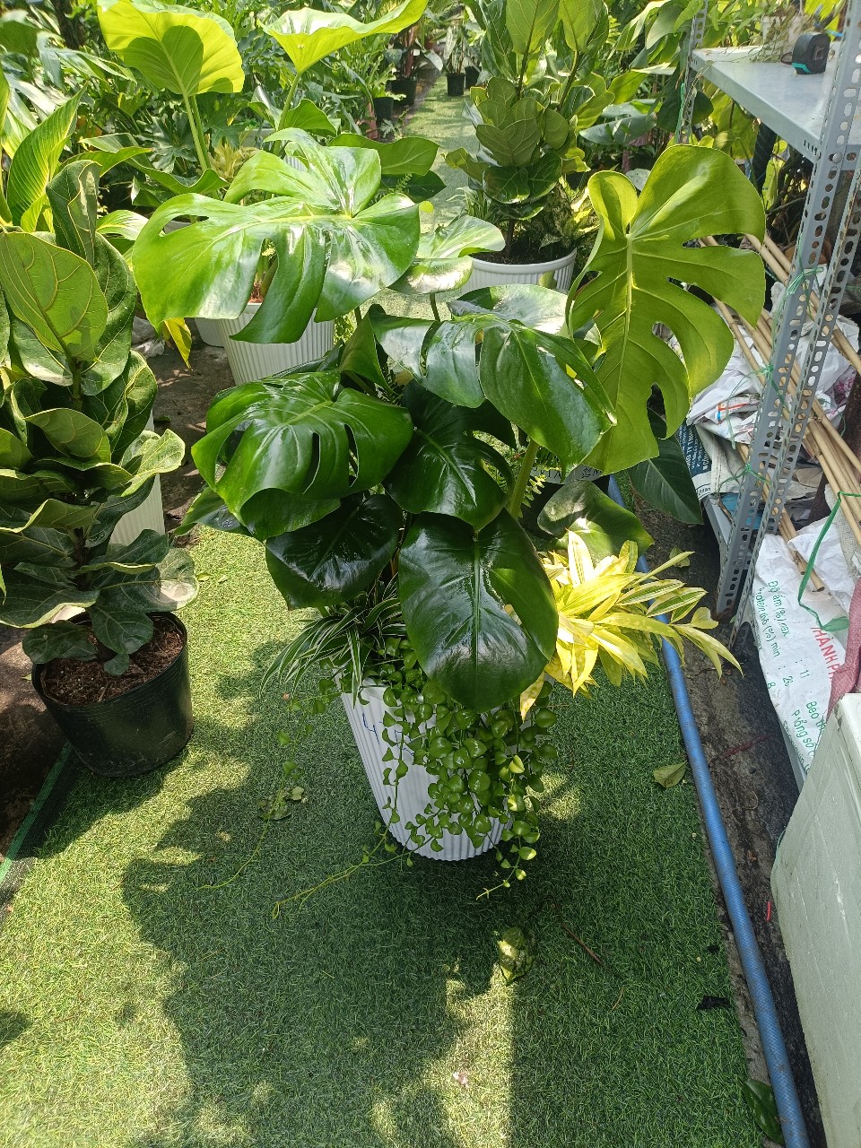 cây monstera được chăm sóc khỏe mạnh tại vườn