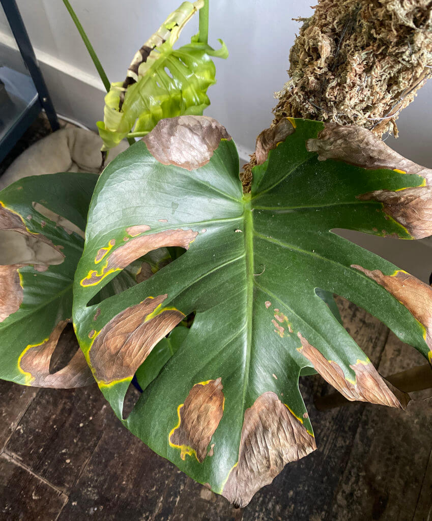 cây monstera bị úng vàng lá
