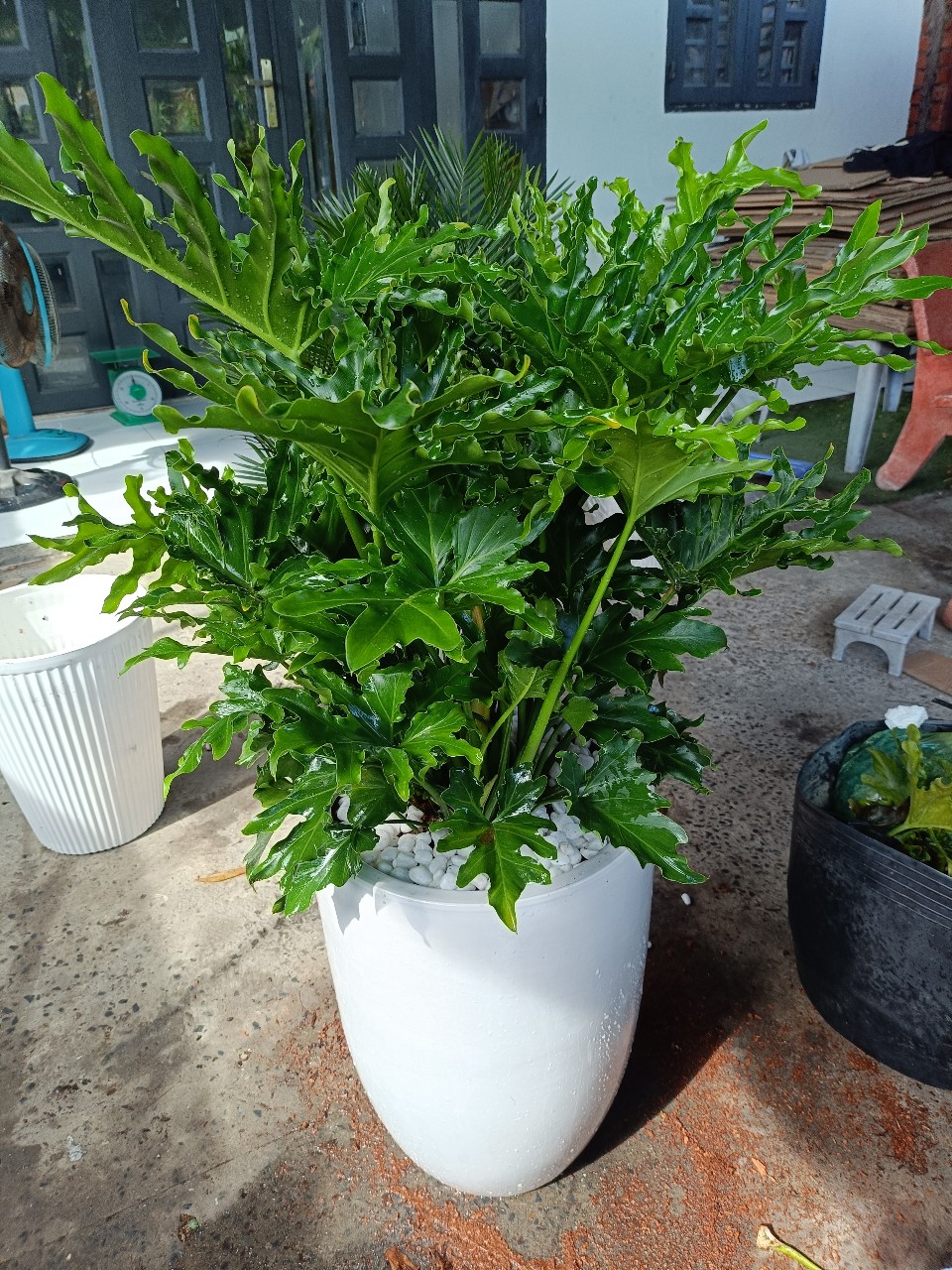 Chăm sóc cây trầu bà thanh xuân đúng cách