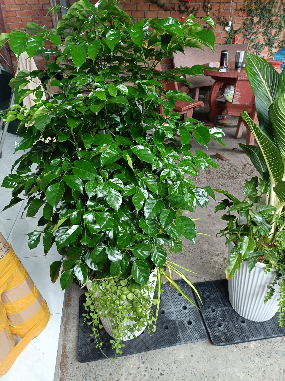 cây hạnh phúc khỏe mạnh không bị vàng lá