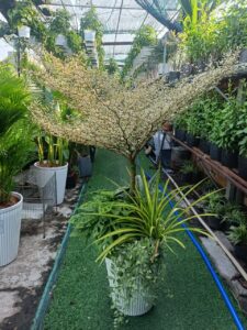 Cây Bàng Nhật Cẩm thạch trồng mix chậu nhựa trắng