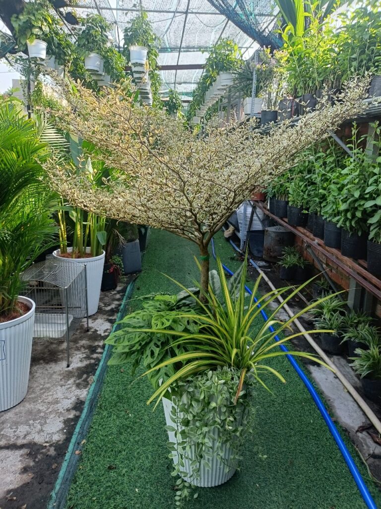 Cây Bàng Nhật Cẩm thạch trồng mix chậu nhựa trắng