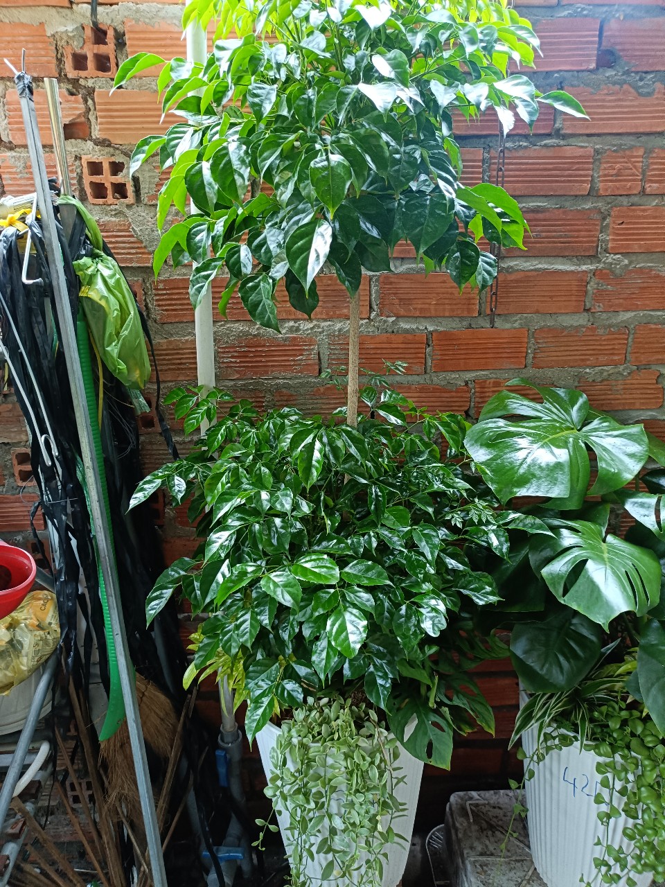 cây hạnh phúc 2 tầng khỏe mạnh