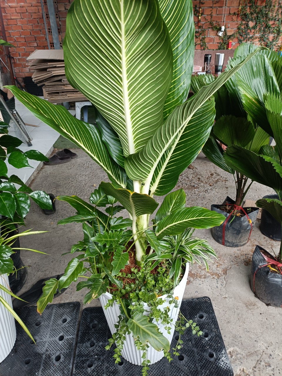 cây Oai Hùng được chăm sóc khỏe mạnh