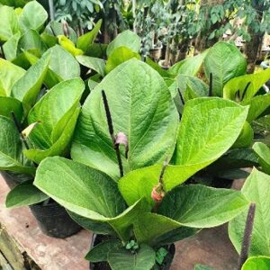 Cây Thần Tài Thái Lan tại tphcm