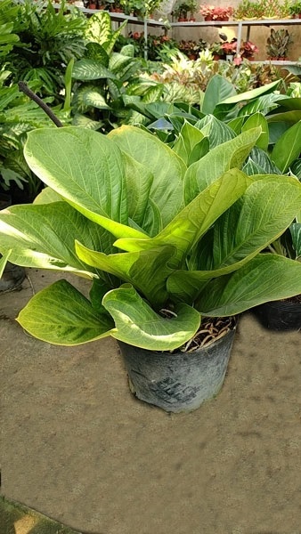 cây thần tài khỏe mạnh tại vườn